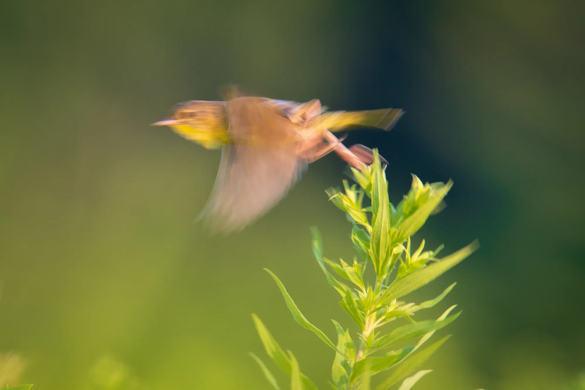 Meadowbird, Nichols Creek. 2019.